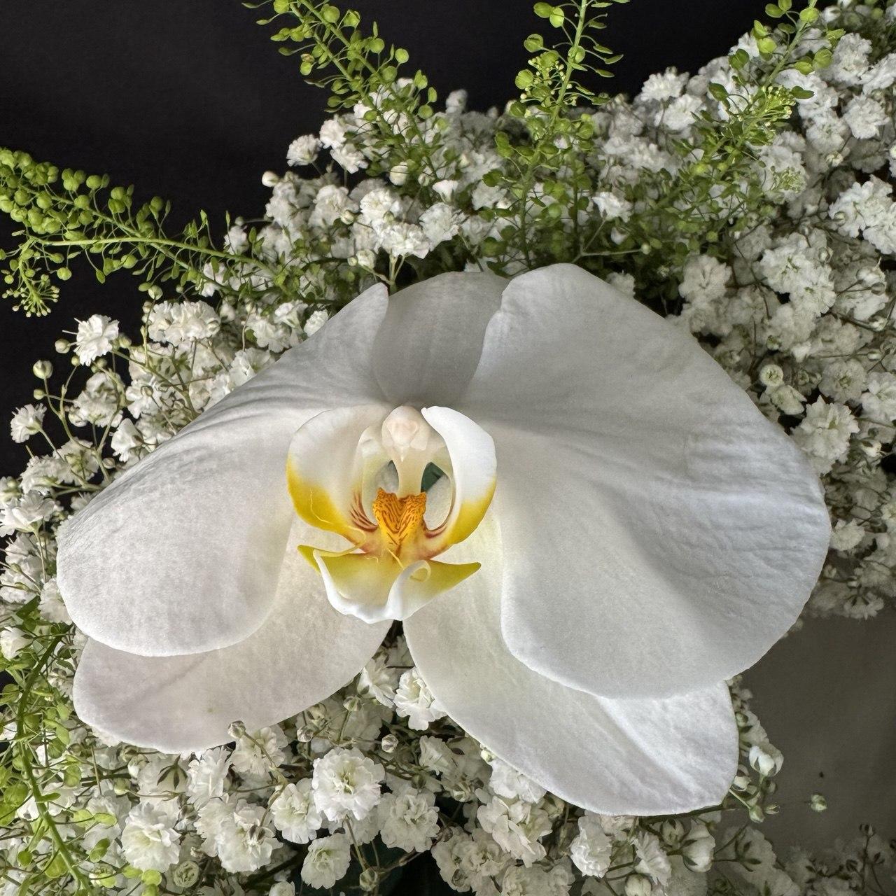 Jumbo Premium Orchid with Baby's Breath - image 4