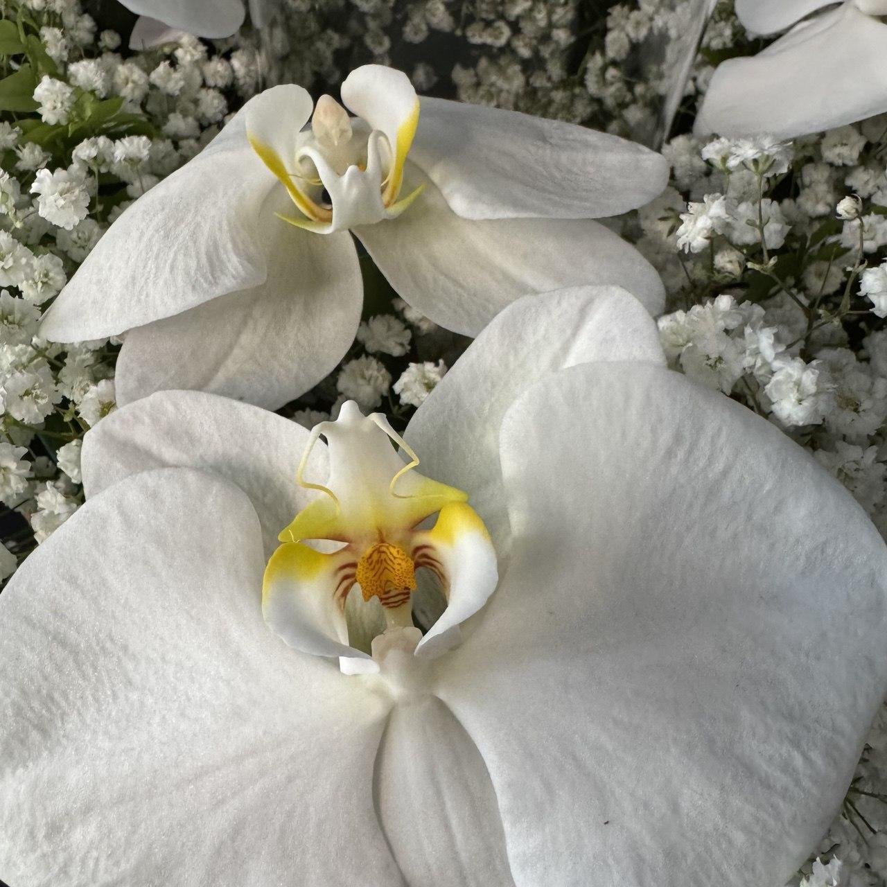 Jumbo Premium Orchid with Baby's Breath - image 3