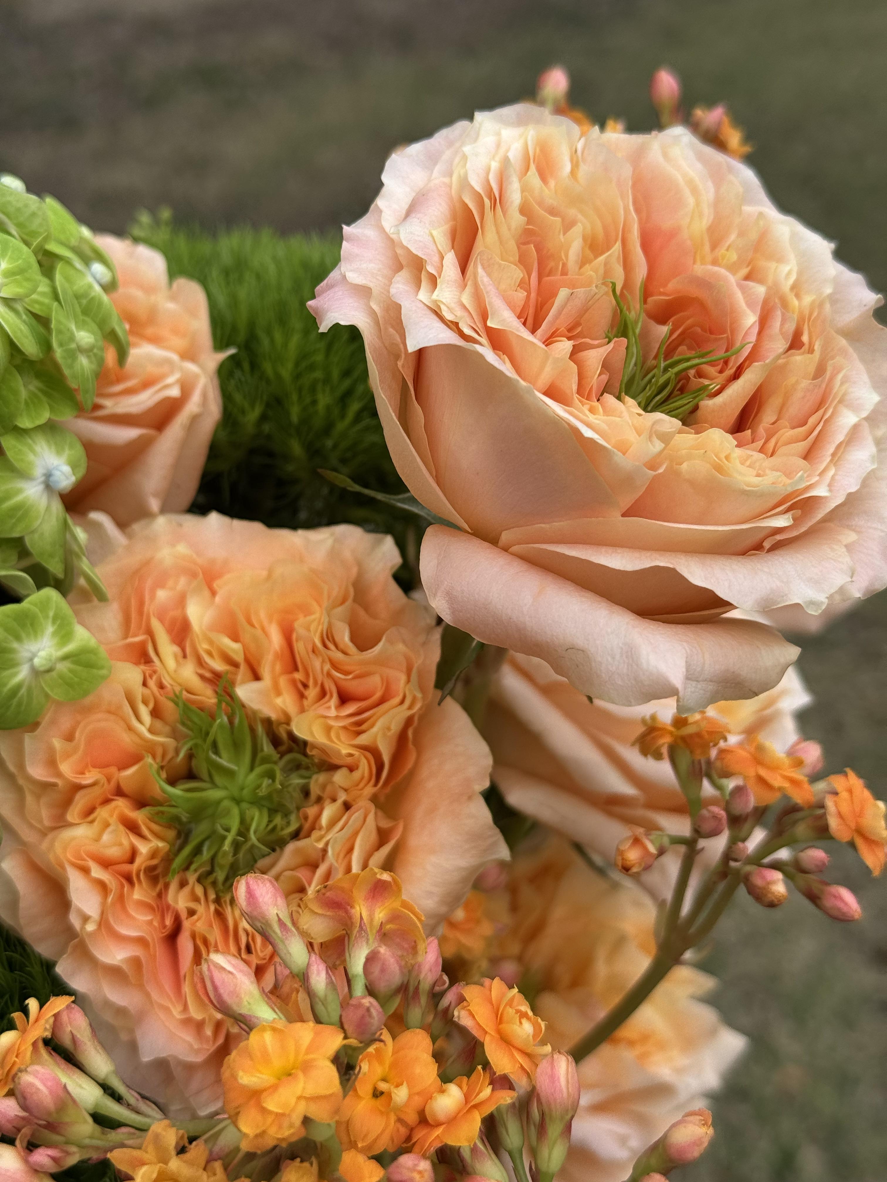 Royal Apricot - image 5